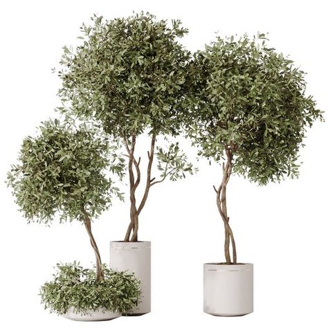 HousePlants Olive Artificial Olivo Olea Tree Artificial Olive Tree, Olive Plant, Tree Pot, Plant Png, Tree Restaurant, Indoor Tree, Olea Europaea, Material Library, Artificial Trees