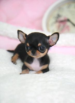 Chihuahua Breeds: Learn about the different types of Chihuahua dog through photos of 8 Chihuahuas such as the long haired Chihuahua, teacup Chihuahua & more. Psy Chihuahua, Chihuahua Breeds, Teacup Chihuahua Puppies, Chihuahua Funny, Teacup Chihuahua, Cute Chihuahua, Chihuahua Puppies, Baby Puppies, Chihuahua Dogs