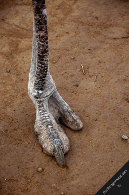 Ostrich leg Lindworm Dragon, Hybrid Wolf, Creature Anatomy, Anatomy Bones, Ostrich Legs, Boxing Shoes, Feather Duster, Animal Anatomy, Animal Drawing