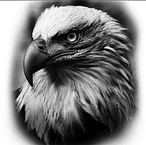 Eagle Face Tattoo Design, Realistic Eagle Tattoo Design, Eagle Tattoo Drawing, Eagle Head Tattoo Design, Eagle Face Tattoo, Eagle Head Drawing, Tattoo Hawk, Bald Eagle Tattoo, Eagle Tattoo Ideas