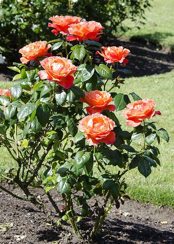 Livin' Easy Floribunda Rose Bush | Easy living is what this … | Flickr Floribunda Rose, Stanley Park, English Cottage Garden, Simple Rose, Rose Trees, Side Garden, Rainbow Roses, Rose Arrangements, Easy Living