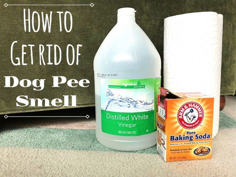 Pet Urine Smell, Cleaning Pet Urine, Dog Pee Smell, Cat Urine Remover, Cat Urine Smells, Carpet Diy, Carpet Smell, Pee Smell, Remove Pet Stains