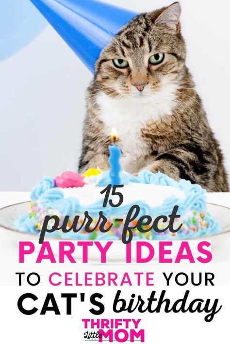 Cat Birthday Party Ideas, Simple Cake Recipe, Birthday Cake For Cat, Party Cat, Fun Decorations, Birthday Cat, Kitten Birthday, Kitten Photos, Cat Birthday Party