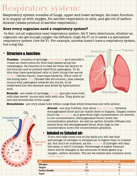 Respiratory System Aesthetic Notes, Anatomy And Physiology Respiratory System, Respiratory Physiology Notes, Respiratory Anatomy And Physiology, Biology Notes Respiratory System, Respiration In Humans Notes, Anatomy Of Respiratory System, Excretion And Osmoregulation Notes, The Respiratory System Notes