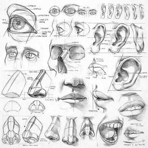 Human Anatomy Drawing, Human Anatomy Art, Anatomy Sketches, Anatomy For Artists, Drawing Studies, Human Head, Drawing Faces, Drawing For Beginners, Anatomy Drawing