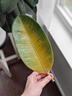 Rubber Plant Indoor, Tree Propagation, Home Made Fertilizer, Rubber Plant Care, Baby Rubber Plant, Suculent Plants, Plant Leaves Turning Yellow, Rubber Tree Plant, Beautiful Purses