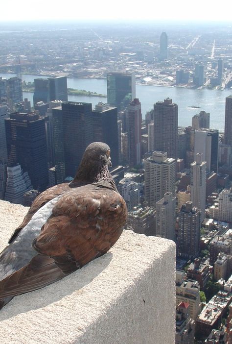 Empire State pigeon in Koreatown, New York City • photo: ZeroOne on Flickr Humor Whatsapp, Animal Captions, Funny Animals With Captions, What Is A Bird, Shop Front, Funny Animal Memes, Picture Captions, Birds Eye View, Funny Animal Pictures