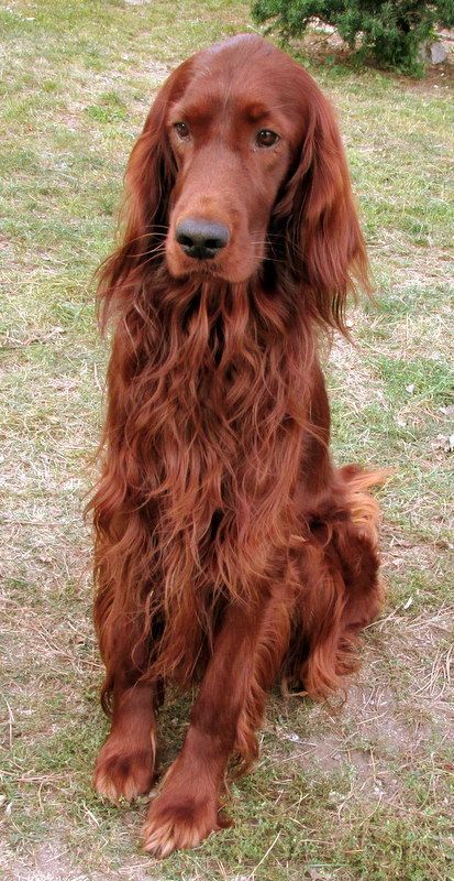 Red Setter Dog, Irish Setter Puppy, Setter Dogs, Setter Puppies, Irish Red Setter, Red Setter, Irish Setter Dogs, Irish Setters, Gordon Setter