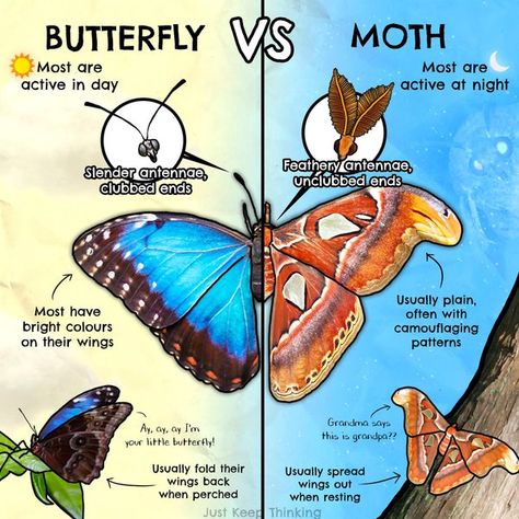 Butterfly Vs Moth, Zoologist Career, Zoology Student, Moth Facts, Animal Infographic, Nature School, Science Nerd, Survival Life Hacks, Biology Notes