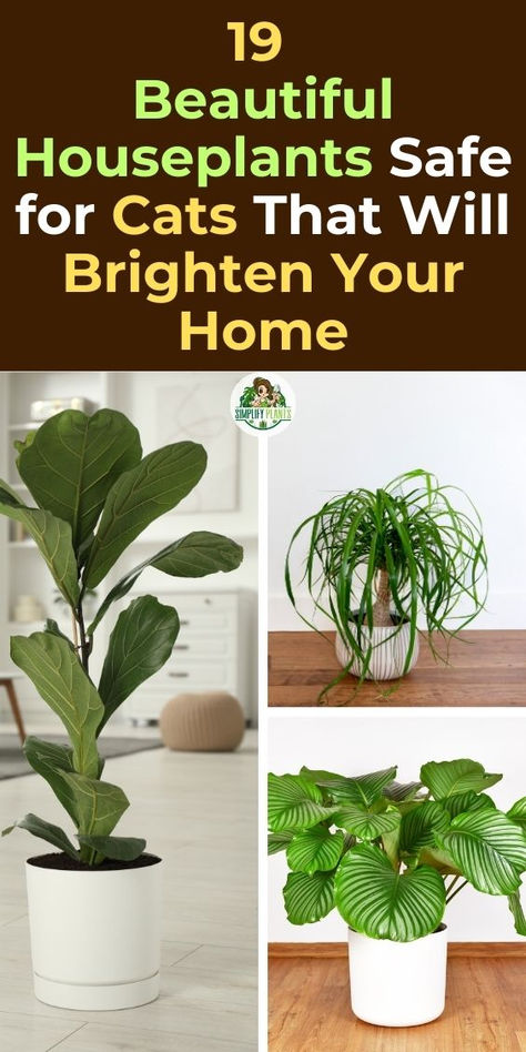 Houseplants, Cat-friendly plants, Indoor gardening, Pet-safe plants, 
Non-toxic plants, Feline-friendly houseplants, Plant decor, Home decor, 
Pet-friendly home, Indoor plants, Pet-friendly gardening, Safe plants for 
cats, Houseplant ideas, Cat-friendly home, Indoor greenery. Plants Bad For Cats, Plants Cats Love, Indoor Plants Safe For Cats And Dogs, Plants That Are Safe For Cats, Cat Friendly Plants Indoor, Cat Safe Plants Indoor, Pretty Plants Houseplants, Plant Safe For Cats, Large House Plants Indoor