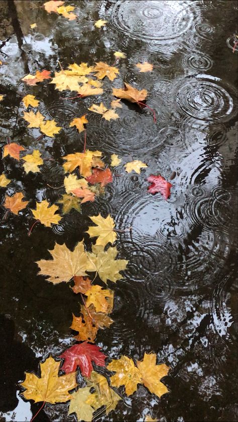 Autumn Rain Aesthetic, Fall Leaves Aesthetic, Rain Vibes, Leaves Aesthetic, Fall Rain, Aesthetic Rain, Photoshop Design Ideas, Autumn Rain, Halloween Wallpaper Iphone