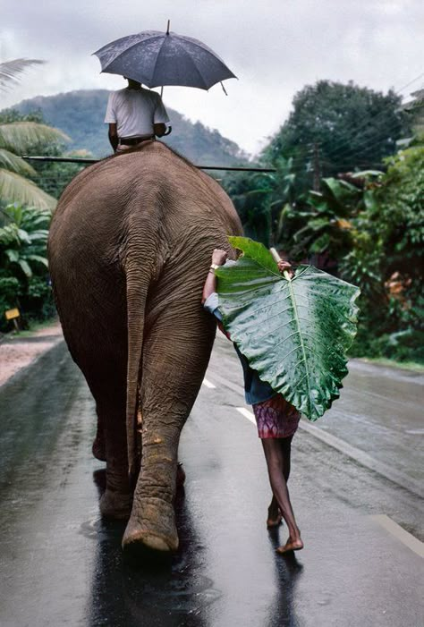 Young Man Walks Behind Elephant by Steve McCurry #Photography #Elelphant India Travel Guide, Steve Mccurry, Tulum Mexico, An Elephant, Bhutan, 인물 사진, India Travel, Wanderlust Travel, Mongolia