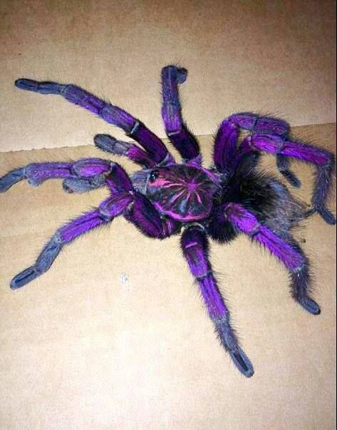 Purple tarantula Pamphobeteus sp. machalla (Purple Bloom Tarantula) Cool Spiders, Arachnids Spiders, Amazing Insects, Spiders And Snakes, Spider Species, Cool Insects, Wings Drawing, Cool Bugs, Spider Art