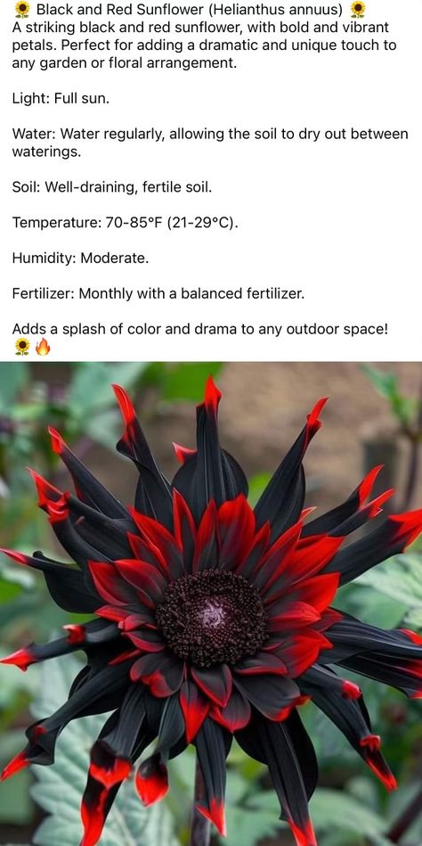 Plants Flowers, Gothic Front Yard Landscaping, Witchy Plants Aesthetic, Black Plant, Poison Plants, Unique Flowers Names, Gothic House Plants, Plant Witch Aesthetic, Goth Plants