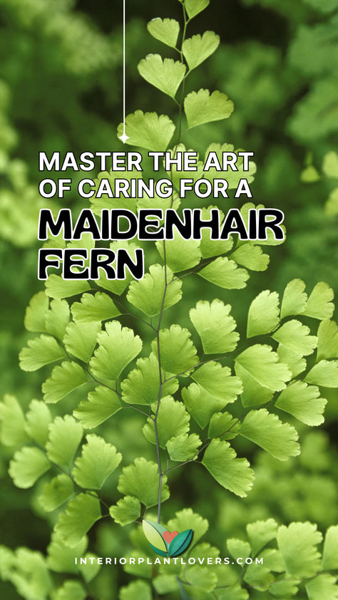 Close-up of lush green leaves of a maidenhair fern, showcasing the delicate foliage ideal for caring for a maidenhair fern indoors. Caring For Ferns Indoors, How To Care For Ferns Indoors, Indoor Ferns Houseplant, Maidenhair Fern Indoor, Maidenhair Fern Care, Fern Care Indoor, Fern Varieties, Fern Planters, Christmas Fern