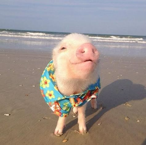 Micro Pig, Micro Pigs, Cute Piglets, Baby Farm Animals, Mini Pigs, Cute Piggies, Pet Pigs