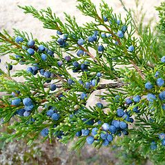 Michigan Garden, Earth Food, South Carolina Coast, Eastern Red Cedar, Holly Bush, Evergreen Bush, Juniper Tree, Carolina Coast, Sensitive Plant