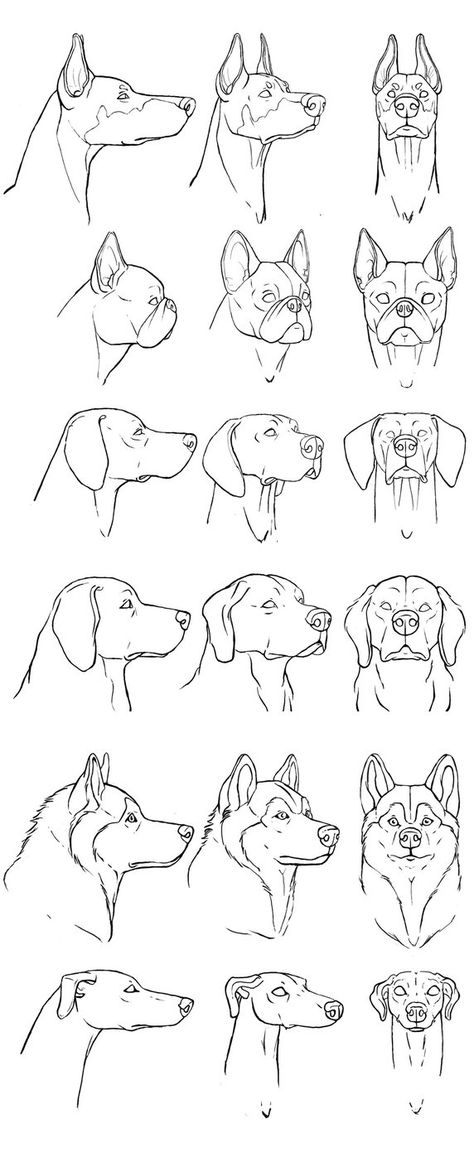 dogs breeds. by sofmer How To Draw Animals, Dog Drawings, Dog Anatomy, Draw Animals, Dogs Breeds, 강아지 그림, Animal Study, Drawing Studies, Cat Eyes