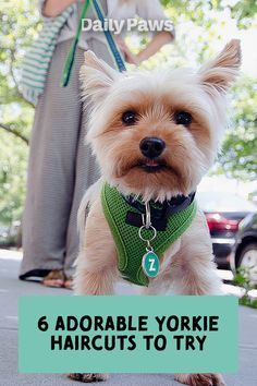 Puppy Yorkie Haircut, Make Yorkie Haircuts, Yorkie Bear Haircut, Yorkie Cuts Haircuts, Female Yorkie Hairstyles, Yorkie Female Haircut, Yorkie Face Grooming, Yorkie Poo Haircut Styles, Shorkie Dogs Haircuts