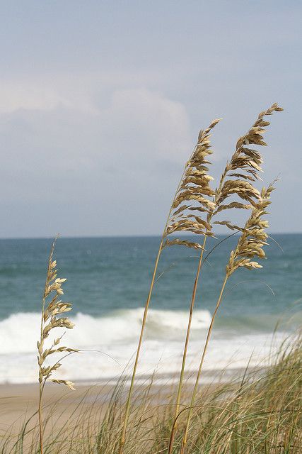 Sea Oats Tattoo, Sea Oats, Sea Scapes, Beach Grass, She Sells Seashells, Beach Watercolor, Ocean Scenes, Sea Sand, Beach Living