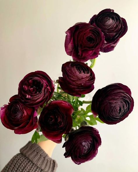 Potomac Floral Wholesale on Instagram: "🦋We have, hands down, some of the prettiest ranunculus I’ve ever seen in stock right now. And that price looks pretty good, too… 1. Purple, code: RNAPWG 2. Salmon butterfly ranunculus, RANASCLRSPX 3. White, RANWH 4. Cream, RANCR 5. Burgundy, RANBL 6. Creamy pink butterfly ranunculus, RANASCLLOPX 7. Peach, RANPE* 8. Red butterfly ranunculus, RANASCLRPX 9. Creamy yellow butterfly, RANASCLLCX 10. Hot pink, RANPINL" Ranunculus In Pots, Ranunculus Wallpaper, Ranunculus Corsage, Ranunculus Tattoo, Growing Ranunculus, Ranunculus Bridal Bouquet, Ranunculus Painting, Ranunculus Centerpiece, Burgundy Ranunculus