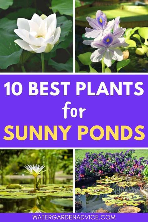 10 Full Sun Pond Plants - Water Garden Advice Pond Indoor, Indoor Pond Ideas, Sunny Backyard, Above Ground Pond, Plants For Ponds, Yard Pond, Pond Diy, Floating Pond Plants, Backyard Pond Ideas