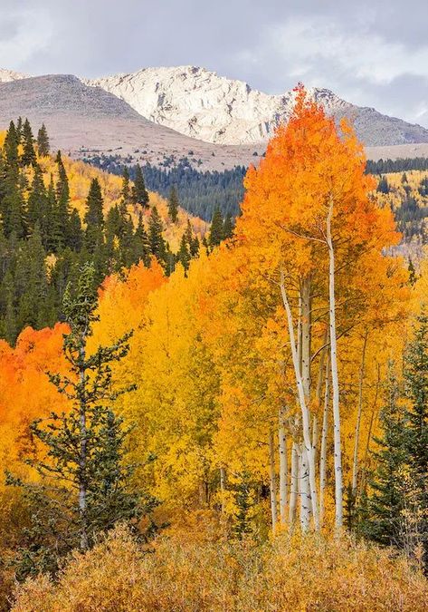 Guanella Pass fall colors with mountain in the background Autumn In Colorado, Aspen Trees In Fall, Fall Aspen Trees, Aspen Trees Photography, Fall Mountains, Autumn Tattoo, Colorado Fall, Aspen Tree, Colorado Art