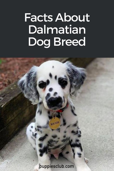 dalmatian-dog Dalmatian Facts, Puppy Crafts, Dalmatian Puppies, Puppy Facts, Striped Coat, Best Dogs For Families, Dalmatian Puppy, Dalmatian Dog, Popular Dog Breeds