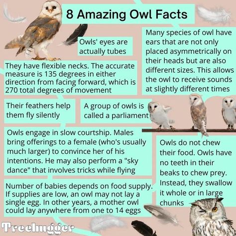 Owl Spirit Animal Meaning, Owl Feather Tattoos, Animal Management, Owl Symbolism, Nature Facts, Owl Facts, Feather With Birds Tattoo, Moon Story, Animal Infographic