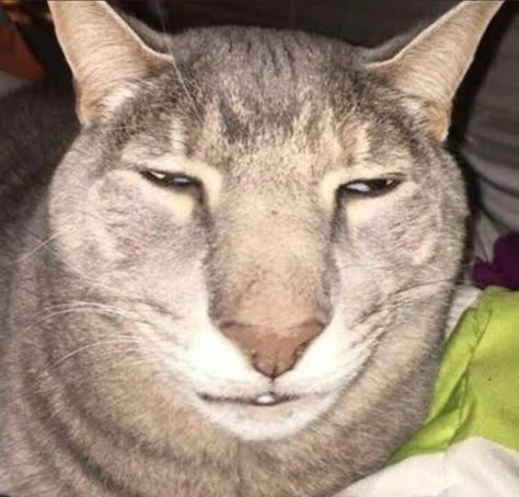 Ugly Cat, Silly Kitties, Cats Pictures, Silly Cats Pictures, Silly Animals, Goofy Ahh, Reaction Images, Silly Cats, Cat Memes