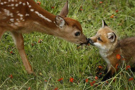 Young Fox, Fox Pictures, Pretty Animals, Silly Animals, Baby Fox, Baby Deer, Cute Fox, Woodland Creatures, Cute Little Animals