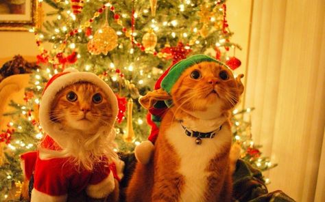 It's never too late for Christmas ^^ Cat Happy, Image Chat, Söt Katt, Wallpaper Tumblr, Christmas Celebration, Tree Gift, Cute Kittens, Orange Cat, Funny Animal Pictures