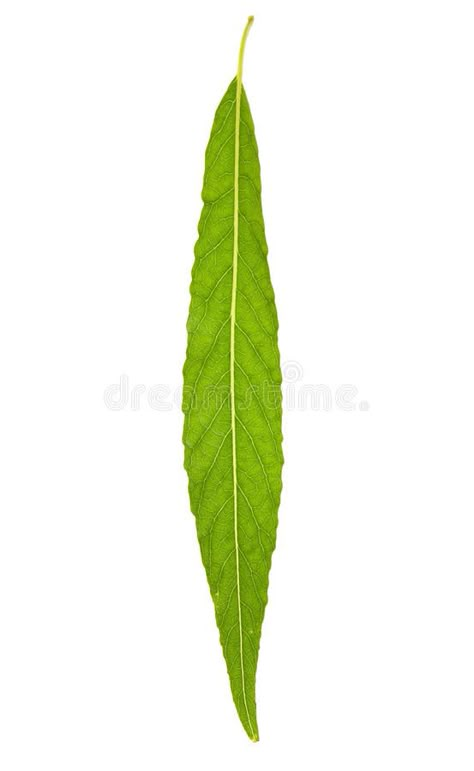 Willow Tree Leaf, Willow Tree Leaves, Botanical Illustration Tattoo, Front Tattoo, Willow Plant, Leaves Sketch, Willow Leaves, Vine Tattoo, Willow Trees