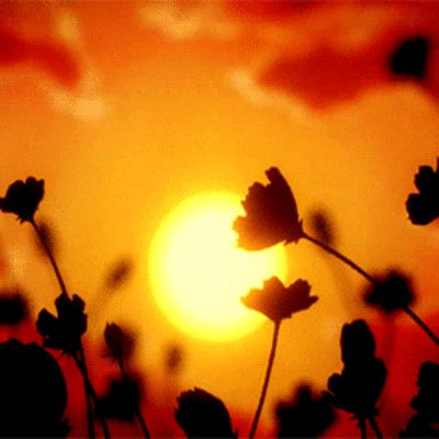 Sun Gif Sun Gif, Sunset Gif, Banner Gifs, Gif Banners, Whats Wallpaper, Gifs Anime, Aesthetic Gifs, Sasuke X Naruto, Flowers Gif