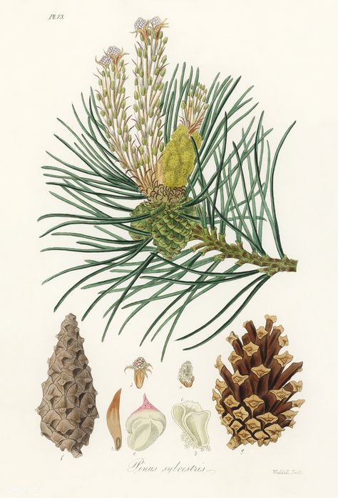 Scots pine (Pinus sylvestris) illustration from Medical Botany (1836) by John Stephenson and James Morss Churchill. | free image by rawpixel.com Vintage Plants, Scots Pine, Pinus Sylvestris, Vintage Botanical Illustration, Nature Sketch, Botanical Vintage, Free Illustration Images, Birds Of America, Botanical Illustration Vintage