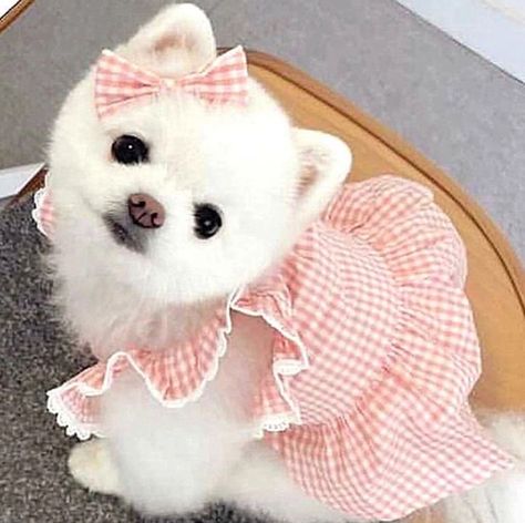 Cute Dog Clothes, Really Cute Dogs, Pet Dress, Bubble Dress, Dog Sweatshirt, Winter Dog, Pink Dog, Dog Dresses, Baby Dogs