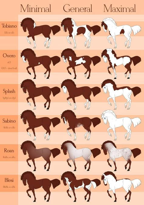 Horse Color Chart, Different Horse Breeds, Horse Markings, Horse Coat Colors, Horse Facts, Horse Info, Horse Anatomy, Horse Coats, Funny Horses