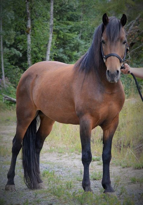 Nice Horses, Brown Horses, Morgan Horses, Western Pleasure Horses, Charlie Mackesy, Barrel Racing Saddles, Horse Halters, Pony Breeds, Horse Show Clothes