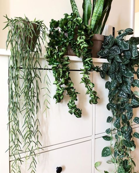 The Sill on Instagram: “Trailing plants for days. 📸: @basillicana's Hoya linearis and Hoya compacta and Satin Pothos.” Hoya Aesthetic, Hoya Compacta, Hoya Linearis, Plant Aesthetics, Satin Pothos, Hoya Wayetii Tricolor, Plant Parenthood, Hoya Hindu Rope, Hoya Lacunosa Silver