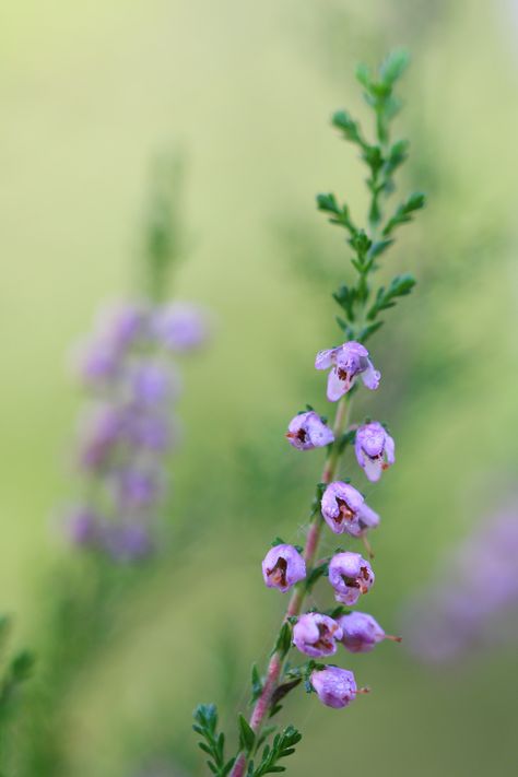 Pink and Green 2 | Kanerva Calluna vulgaris Common heather | Jussi-Teppo Toivonen | Flickr Pink Heather Flower, Purple Heather Flower, Green And Pink Nature Aesthetic, Purple Heart Vine Plant, Calluna Vulgaris, Callisia Pink Lady, Green And Purple, Heathers, Pink And Green