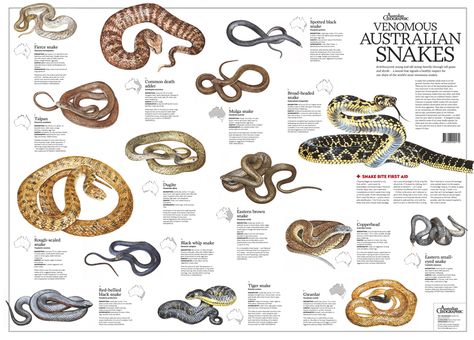 Australian Spider, Inland Taipan, Venomous Animals, Snake Images, Sea Foods, Deadly Creatures, Types Of Snake, Outdoor Survival Kit, Poster Flat