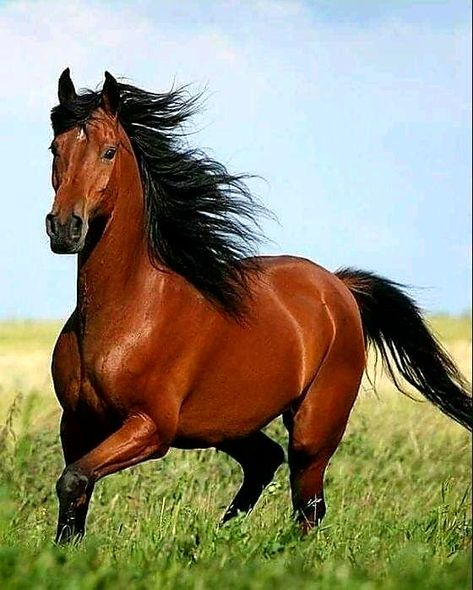 Cavalos a galope Beautiful Horse Pictures, Bay Horse, Horse Wallpaper, Most Beautiful Horses, Majestic Horse, Brown Horse, Horses And Dogs, Horse Drawings, All The Pretty Horses