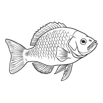 fish drawing,wing drawing,ring drawing,color drawing,tilapia drawing,tilapia outline,tilapia sketch,tilapia coloring page,tilapia outline art,tilapia coloring book,tilapia black and white,tilapia line art,outline,sketch,line drawing,line art,coloring page,outline art,children s coloring page,thick lines,coloring book,black and white,fin,organism,fish,art,tail,marine biology,drawing,ray-finned fish,illustration,fish products Tilapia Drawing, Fish Sketch Drawing, Fish Line Drawing, Biology Drawing, Illustration Fish, Ring Drawing, Book Black And White, Fish Outline, Wing Drawing