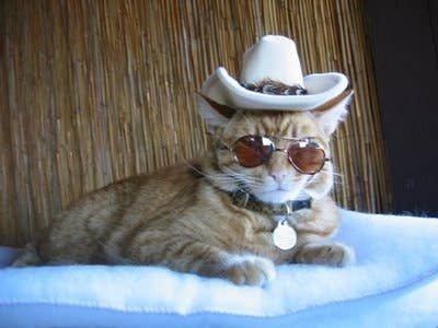 Animals Wearing Cowboy Hats, Swag Animals, Animals Wearing Sunglasses, Animals Wearing Hats, Animals With Hats, Cats Wearing Hats, Animals With Glasses, Animals In Hats, Cats In Costumes