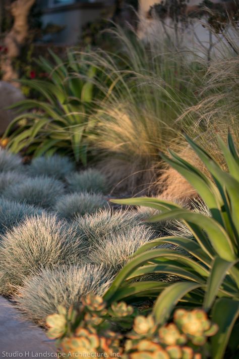 Spanish Courtyard - Mediterranean - Garden - Orange County - by Studio H Landscape Architecture | Houzz AU Spanish Garden Design, Modern Mediterranean Landscaping, Courtyard Mediterranean, Spanish Garden Ideas, Spanish Landscaping, Textured Garden, Modern Mediterranean Garden, Mediterranean Backyard, Mediterranean Landscape Design