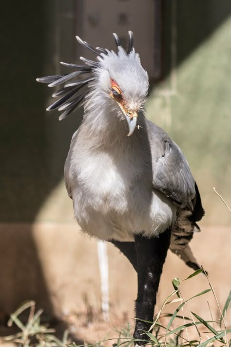 Photo Reference Animal, Random Reference Photos Animals, Bird Reference Photos For Artists, Cool Looking Animals, Bird Front View, Secretary Birds, Unusual Birds, Chinese Animals, Bird Reference Photos