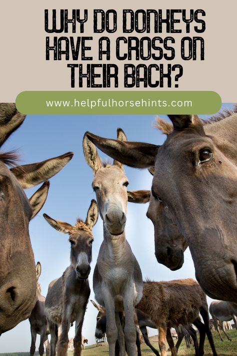 Donkeys are popular farm animals and those familiar with them probably know about the crosses on their backs. Donkeys have crosses on their back because it is a trait passed down genetically throughout history to modern-day donkeys. Learn more about donkeys and the myths as well as facts about why they have crosses on their backs in this article. #horse #roanhorse #horselover #bayhorse #horsecolors #helpfulhorsehints Sicilian Donkey, Donkey Photography, Donkey Breeds, Donkey Care, Mini Donkeys, Cross Of Christ, Horse Riding Tips, Riding Tips, Bay Horse