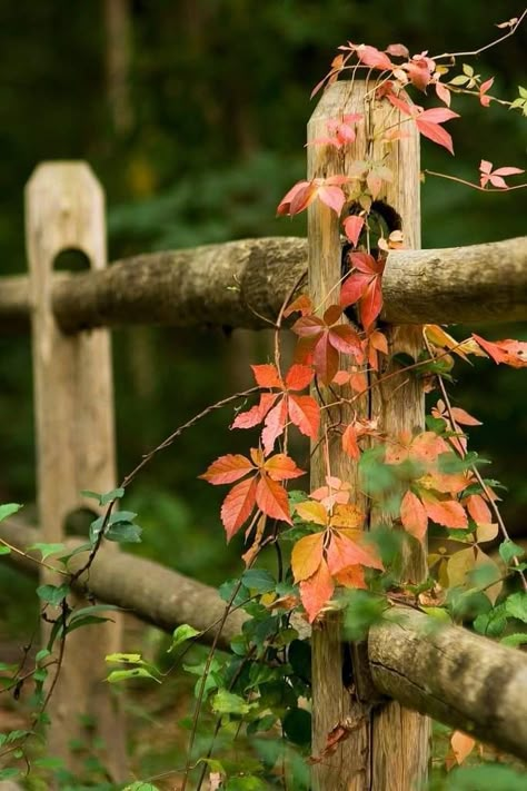 Country Fences, Fall Gathering, Paint Night, Modern Fence, Country Scenes, 수채화 그림, Autumn Scenery, Backyard Fences, Wooden Fence