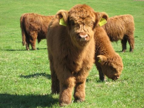 Guide to Miniature Cattle Breeds for Your Small Modern Homesteading Farm Mini Highland Cow, Miniature Cattle, Breeds Of Cows, Miniature Cows, Pet Cows, Cattle Ranch, Mini Cows, Jersey Cow