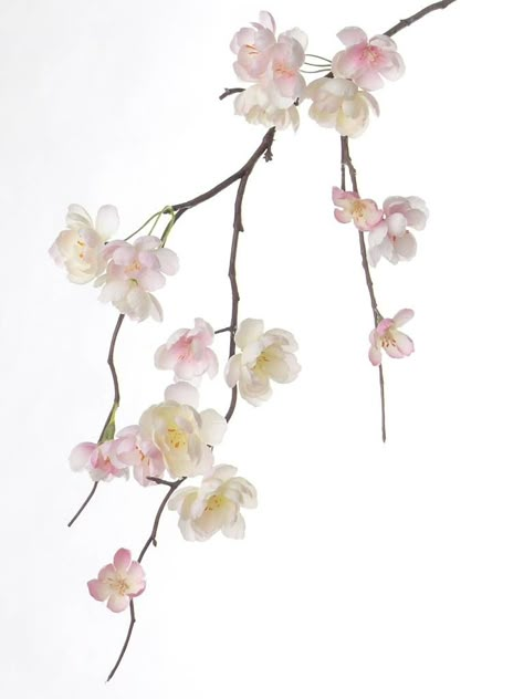 White Cherry Blossom Painting, Cherry Blossom Branch Photography, Sakura Tree Branch, Cherry Blossom Tree Branch, Branding Mood Board Inspiration, Sakura Branch, Overlay Ideas, White Sakura, Cherry Blossom Branches